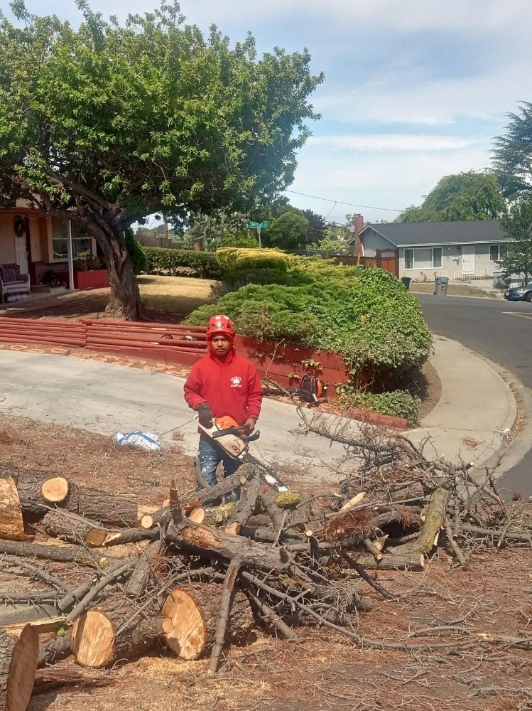 ADRIAN TREE TIME - Updated December 2024 - Request a Quote - 11 South ...