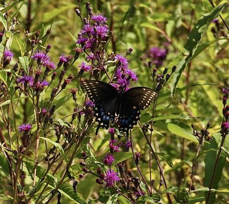 Bowman's Hill Wildflower Preserve by null