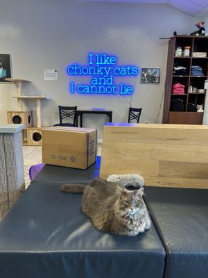 Kitty Cat Cafe and Adoption Lounge Inc by null