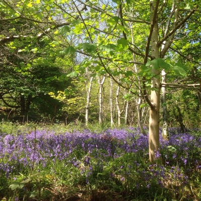 Cave Hill Country Park by null