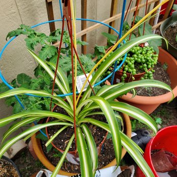 Martinez Nursery - Spider plant. - Nurseries & Gardening Near Me - Buena Park, California Martinez Nursery - Spider plant. - Nurseries & Gardening Near Me - Buena Park, California