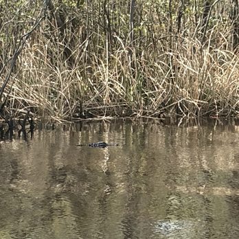 Waccamaw River Tours - Alligator peaking out the water - Tours Near Me - Myrtle Beach, South Carolina Waccamaw River Tours - Alligator peaking out the water - Tours Near Me - Myrtle Beach, South Carolina