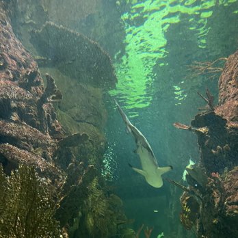 Aquarium Pyramid - Aquariums Near Me - Galveston, Texas Aquarium Pyramid - Aquariums Near Me - Galveston, Texas