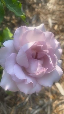 Ritter Park Rose Garden by null