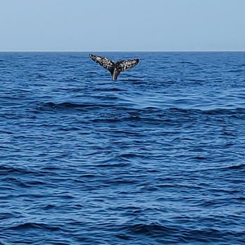 Discovery Whale Watch - Whale Watching Tours Near Me - Monterey, California