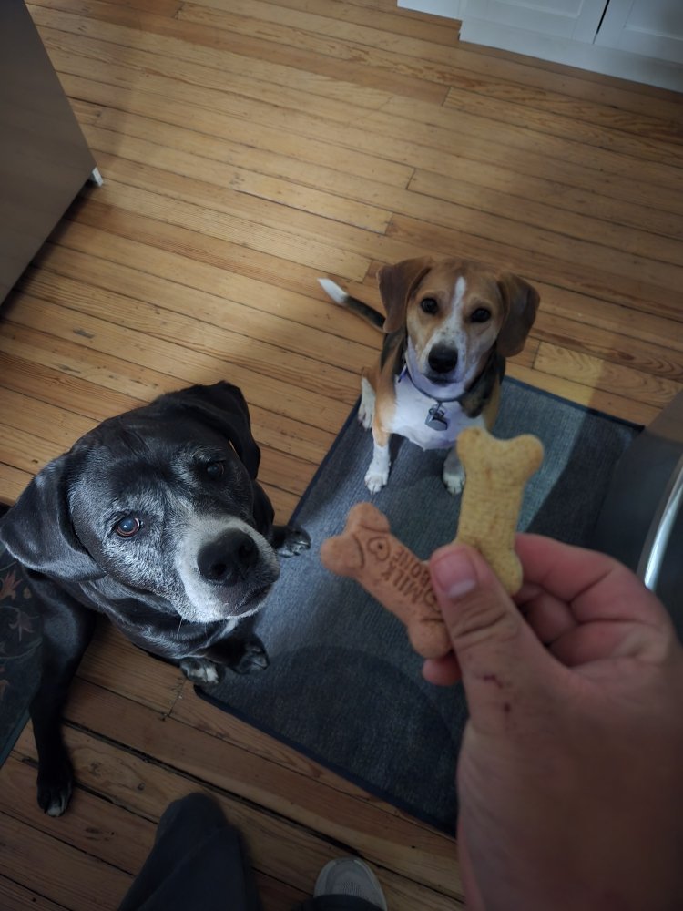 Three Tails Pet Care - pet boarding facility in Fort Collins, CO