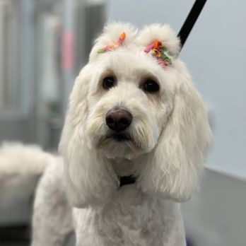 Canine Clips Spa - PIGTAILS - Pet Groomers Near Me Canine Clips Spa - PIGTAILS - Pet Groomers Near Me