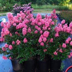Roger's Nursery and Earthworks - Coral Magic Crepe Myrtles, get to be 6-8' tall.