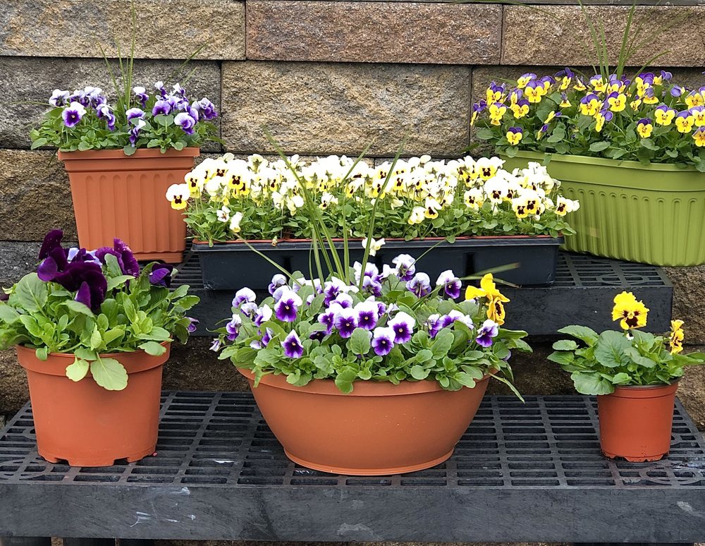 VENEZIA GARDEN CENTER Updated March 2024 33 Photos & 14 Reviews