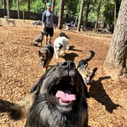 Reynolds Dog Resort in Tualatin gift card