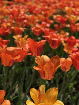 Centennial Park by null