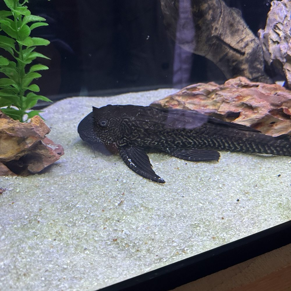 Kona Reef - This is Paul, he's kind of an FJE (Fat Jiggling Egg) if you catch my drift ;) - Local Fish Stores Near Me - Surprise, Arizona Kona Reef - This is Paul, he's kind of an FJE (Fat Jiggling Egg) if you catch my drift ;) - Local Fish Stores Near Me - Surprise, Arizona