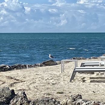 Chesapeake Beach Resort - Gull hanging out on the coral - Hotels Near Me - Islamorada, Florida