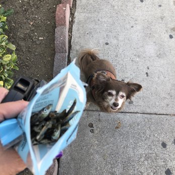 Echo Bark, Inc - Ms. Doo-Doo Brown sitting for her favorite treat from Echo Bark. - Pet Stores Near Me - Los Angeles, California Echo Bark, Inc - Ms. Doo-Doo Brown sitting for her favorite treat from Echo Bark. - Pet Stores Near Me - Los Angeles, California