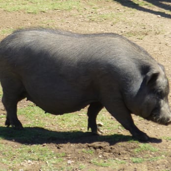 Seein' Spots Farm - The pretty, Princess! - Animal Shelters Near Me - Solvang, California Seein' Spots Farm - The pretty, Princess! - Animal Shelters Near Me - Solvang, California