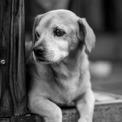 Made Inn Vermont - * We're Burlington's only pet-friendly B&B ",, "Bowls. Biscuits. Beds. Love.","Bowls. Biscuits. Beds. Love.", #PetFriendlyTravel #DogVac