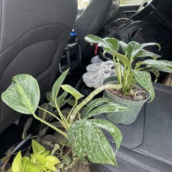 Brewer’s Nursery - Rick helped me pick out this Rhaphidophora Decursiva