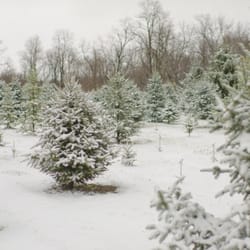 Cinnamon Tree Farm