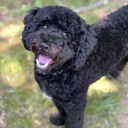 Gunston Animal Hospital - Gelato