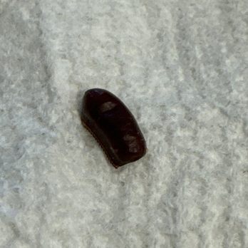 Blackbird Public House - Roach egg. - American Near Me - Denver, Colorado Blackbird Public House - Roach egg. - American Near Me - Denver, Colorado