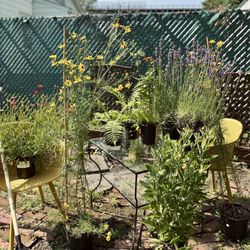 The New Corn Crib Greenhouse - The selection and variety of plants