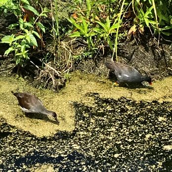 Cypress Wetlands - Parks Near Me - Port Royal, South Carolina