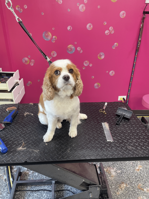 Doggy Style Salon by null