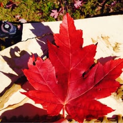Fall Harvest Festival - Leaving some Fall love!!