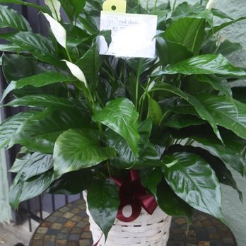 Park Florist - Peace lilies - Florists Near Me - Takoma Park, Maryland Park Florist - Peace lilies - Florists Near Me - Takoma Park, Maryland