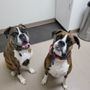 Photo of Kanawha Boulevard Animal Hospital