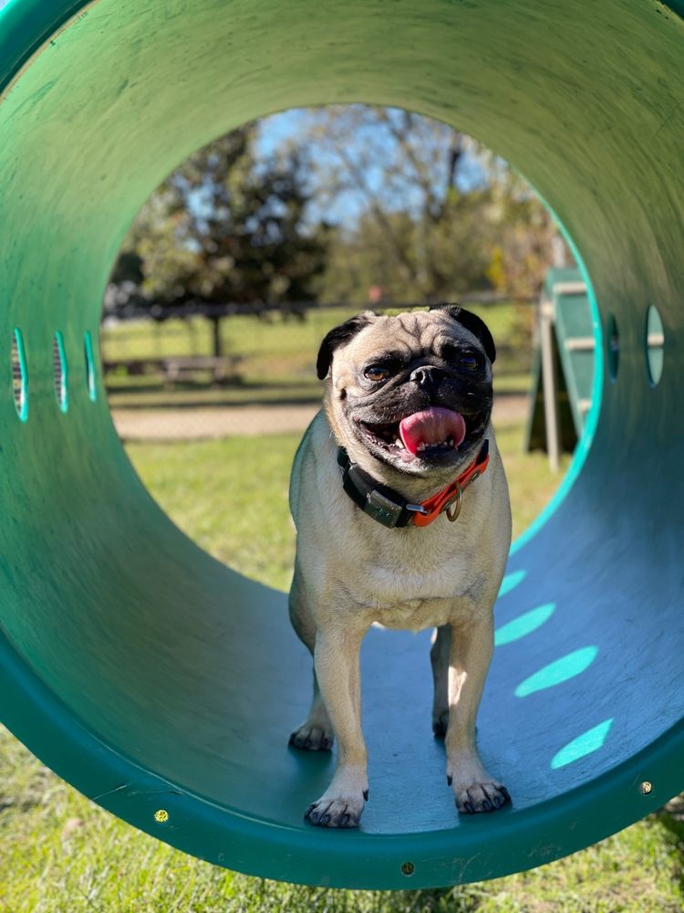 Social spots from Macon Dog Park