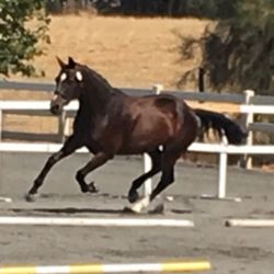 Meandering Creek Equestrian Center