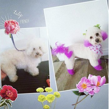 The vanity fur - Pet Groomers Near Me The vanity fur - Pet Groomers Near Me