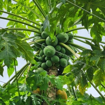Ly Edwina Farm - Pick Your Own Farms Near Me - Homestead, Florida Ly Edwina Farm - Pick Your Own Farms Near Me - Homestead, Florida