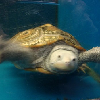 Twin Cities Reptiles - A Diamondback Terrapin turtle...he wouldn't stay still for the photo! - Pet Stores Near Me - Saint Paul, Minnesota Twin Cities Reptiles - A Diamondback Terrapin turtle...he wouldn't stay still for the photo! - Pet Stores Near Me - Saint Paul, Minnesota