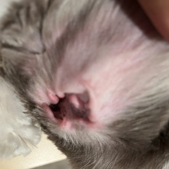 For Pets’ Sake - 2 cuts inside each of my baby's ears. - Pet Groomers Near Me - Alexandria, Virginia