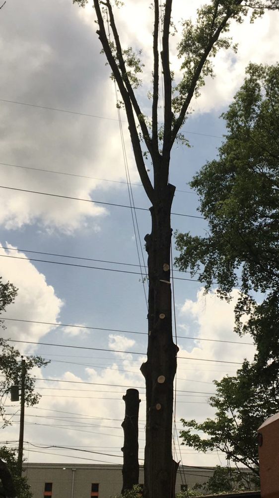 Queen's Garden & Tree Service - tree service in Charlotte, NC
