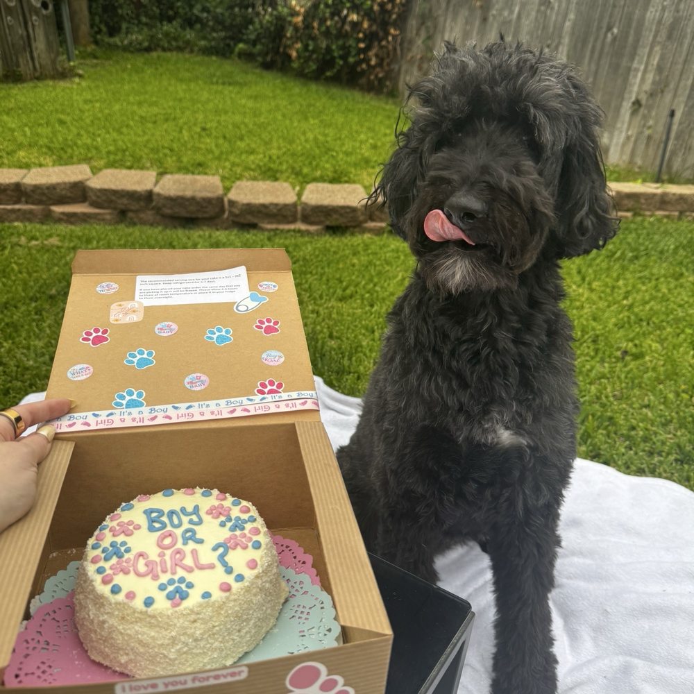 Wiggle Butts - Gender reveal dog cake - Pet Stores Near Me - Arlington, Texas Wiggle Butts - Gender reveal dog cake - Pet Stores Near Me - Arlington, Texas