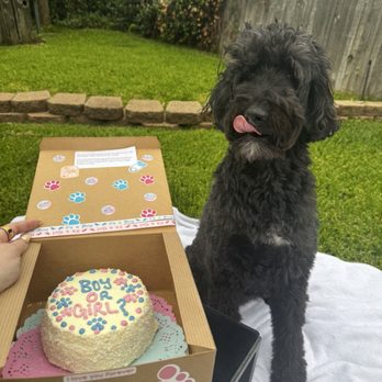 Three Dog Bakery - Gender reveal dog cake - Pet Stores Near Me - Arlington, Texas
