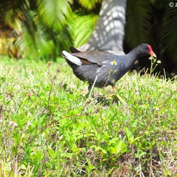 Bill Sadowski Park and Nature Center - A Common Gallinule strolling around someone's yard, as seen from the canoe.
