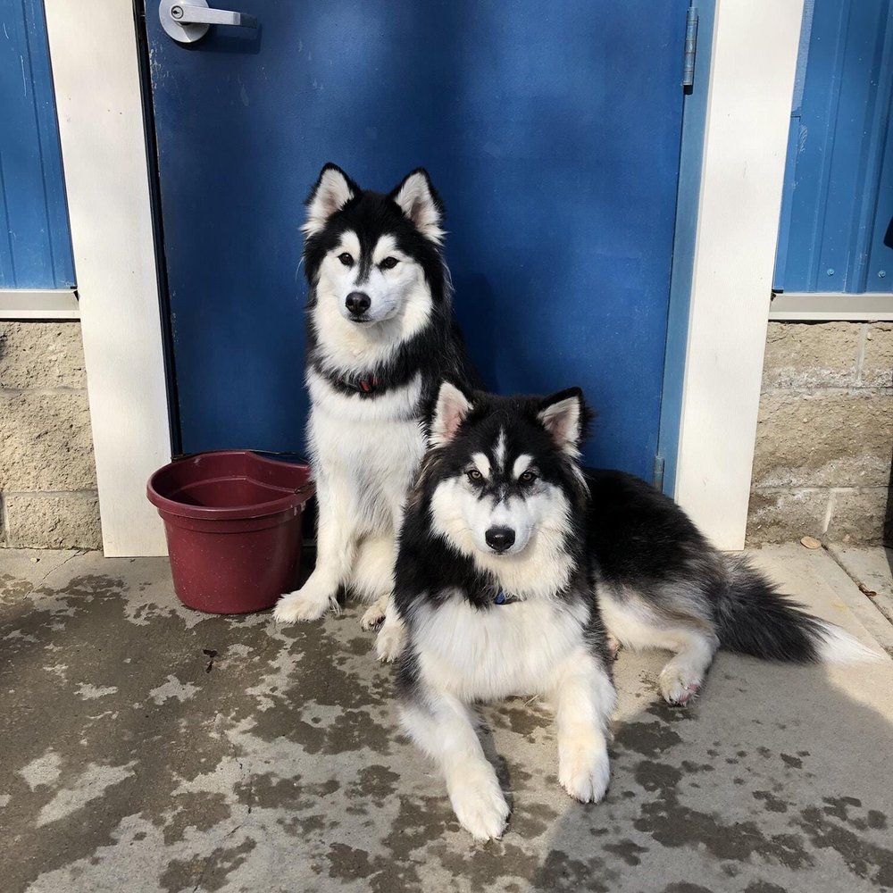 Soda and Cola at daycare! Soda and Cola at daycare!