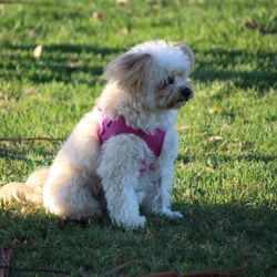 Costa Mesa Bark Park
