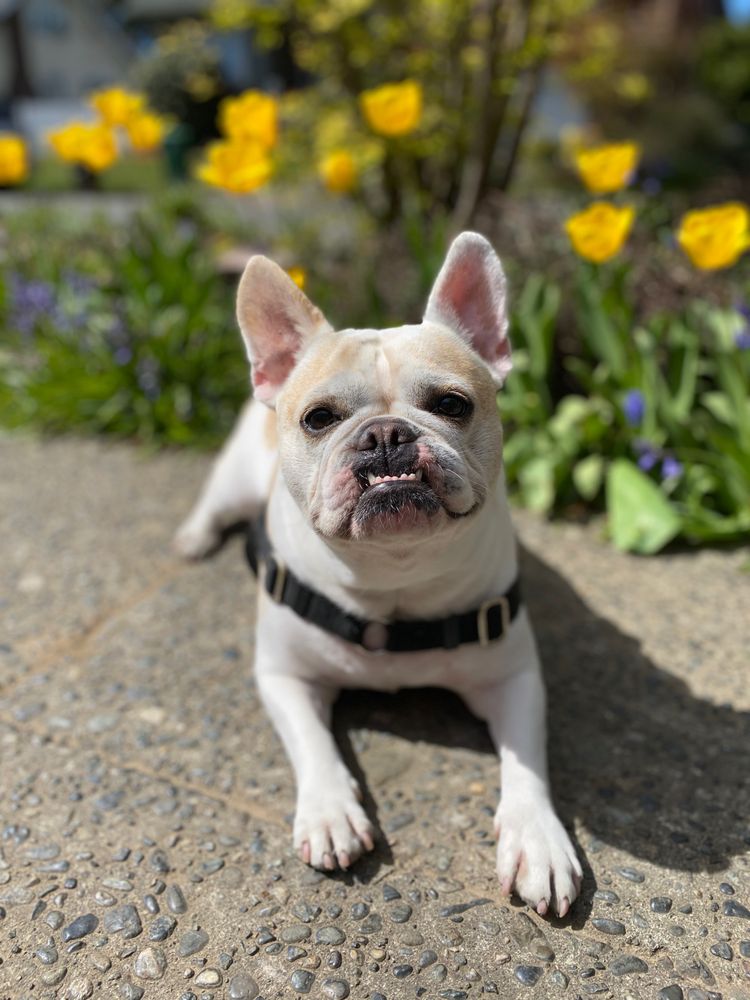 Debbie and the Dogs - pet boarding facility in Seattle, WA