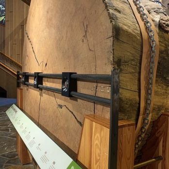 World Forestry Center - Cross-section of a tree with moving magnifying lenses to see the tree rings. - Museums Near Me - Portland, Oregon World Forestry Center - Cross-section of a tree with moving magnifying lenses to see the tree rings. - Museums Near Me - Portland, Oregon