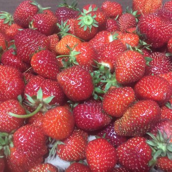 Mandigo Farms - A pile of sweet strawberries we picked! - Farms Near Me - Paw Paw, Michigan Mandigo Farms - A pile of sweet strawberries we picked! - Farms Near Me - Paw Paw, Michigan