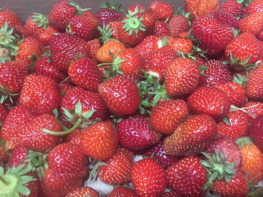 Mandigo Farms Farms 61077 41st St Paw Paw Mi Phone Number Yelp