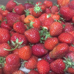 A pile of sweet strawberries we picked!