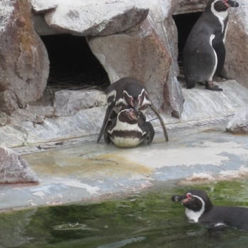 Zoologisk Have - Penguin sex! - Zoos Near Me - Frederiksberg, 84 Zoologisk Have - Penguin sex! - Zoos Near Me - Frederiksberg, 84