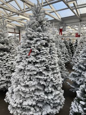 Carpinito Brothers by null