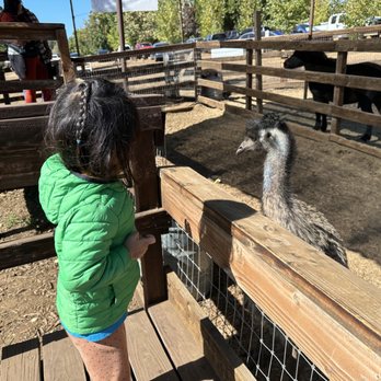 Rileys At Los Rios Rancho - Little Seedling Ranch petting zoo - Fruits & Veggies Near Me - Oak Glen, California